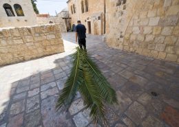 Lulav Sukkot