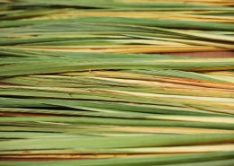 Sukkot - Palm Branch - Lelav