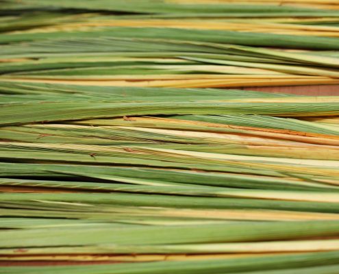 Sukkot - Palm Branch - Lelav